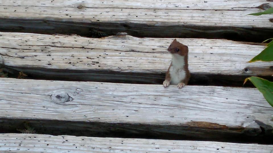 山の動物オコジョ